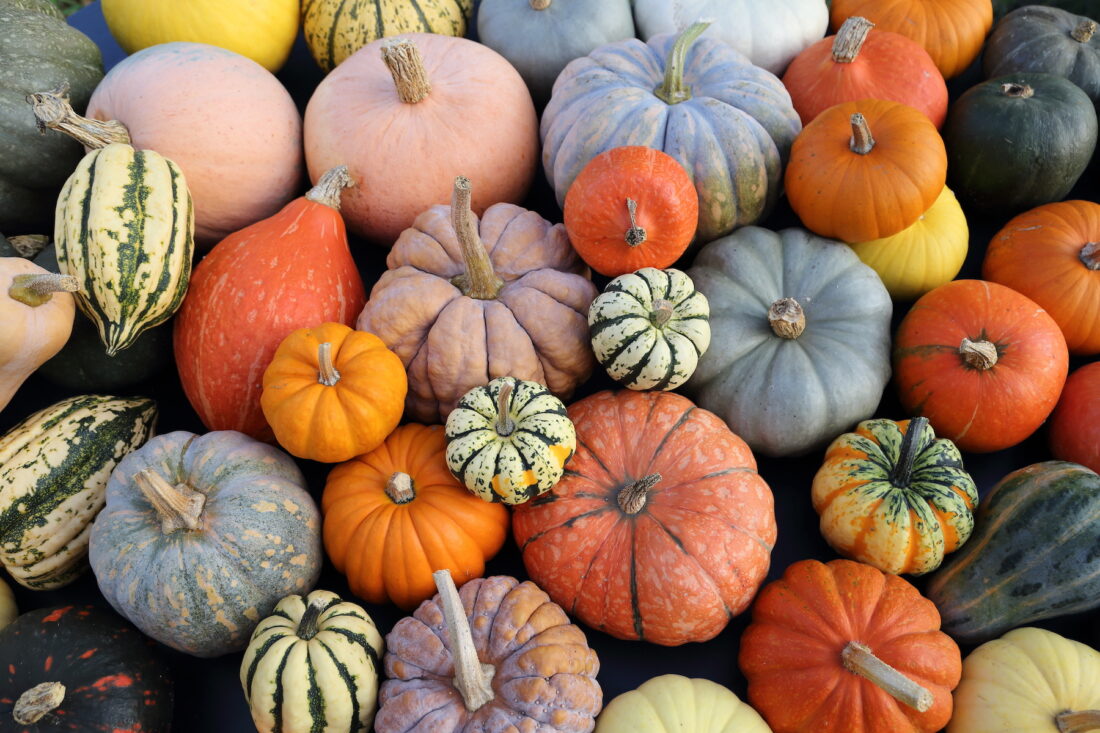 Assorted heirloom pumpkins and gourds